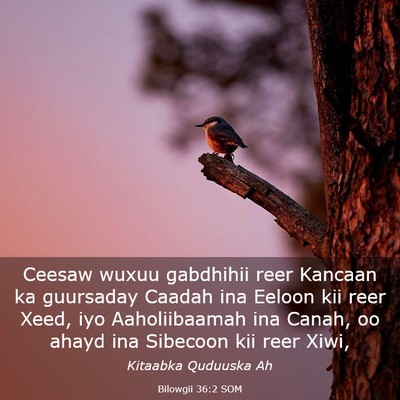 Picture 03 - Bilowgii 36:2 SOM - Ceesaw wuxuu gabdhihii reer Kancaan ka guursaday - Bible Verse Picture