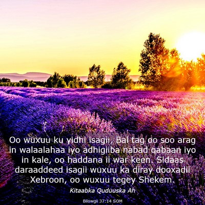 Picture 03 - Bilowgii 37:14 SOM - Oo wuxuu ku yidhi isagii, Bal tag oo soo arag in - Bible Verse Picture