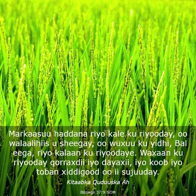 Picture 03 - Bilowgii 37:9 SOM - Markaasuu haddana riyo kale ku riyooday, oo - Bible Verse Picture