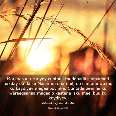 Picture 03 - Bilowgii 41:48 SOM - Markaasuu ururiyey cuntadii toddobadii sannadood - Bible Verse Picture