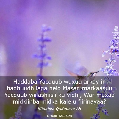 Picture 03 - Bilowgii 42:1 SOM - Haddaba Yacquub wuxuu arkay in hadhuudh laga helo - Bible Verse Picture