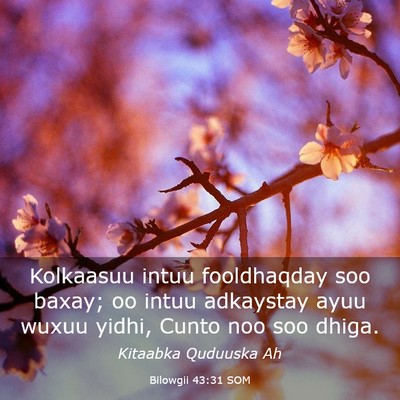 Picture 03 - Bilowgii 43:31 SOM - Kolkaasuu intuu fooldhaqday soo baxay; oo intuu - Bible Verse Picture