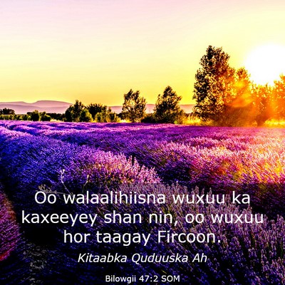 Picture 03 - Bilowgii 47:2 SOM - Oo walaalihiisna wuxuu ka kaxeeyey shan nin, oo - Bible Verse Picture