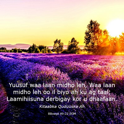 Picture 03 - Bilowgii 49:22 SOM - Yuusuf waa laan midho leh, Waa laan midho leh oo - Bible Verse Picture