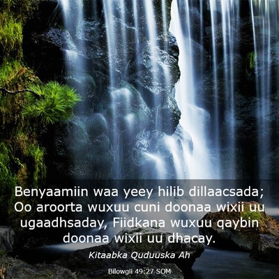 Picture 03 - Bilowgii 49:27 SOM - Benyaamiin waa yeey hilib dillaacsada; Oo aroorta - Bible Verse Picture