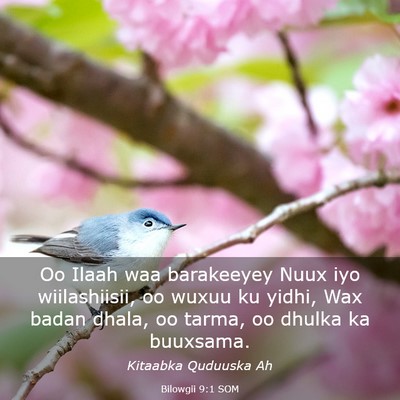 Picture 03 - Bilowgii 9:1 SOM - Oo Ilaah waa barakeeyey Nuux iyo wiilashiisii, oo - Bible Verse Picture
