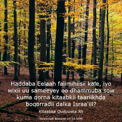 Picture 03 - Boqorradii Kowaad 16:14 SOM - Haddaba Eelaah falimihiisii kale, iyo wixii uu - Bible Verse Picture