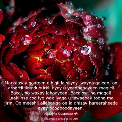 Picture 03 - Boqorradii Kowaad 18:26 SOM - Markaasay qaateen dibigii la siiyey, wayna - Bible Verse Picture