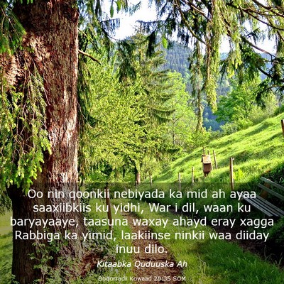 Picture 03 - Boqorradii Kowaad 20:35 SOM - Oo nin qoonkii nebiyada ka mid ah ayaa - Bible Verse Picture