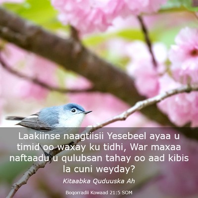 Picture 03 - Boqorradii Kowaad 21:5 SOM - Laakiinse naagtiisii Yesebeel ayaa u timid oo - Bible Verse Picture