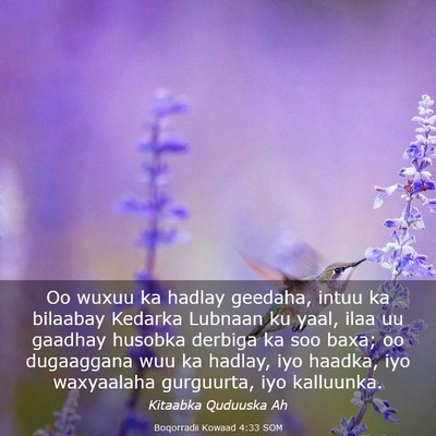 Picture 03 - Boqorradii Kowaad 4:33 SOM - Oo wuxuu ka hadlay geedaha, intuu ka bilaabay - Bible Verse Picture