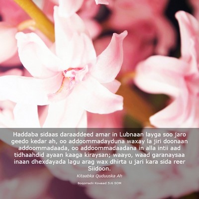 Picture 03 - Boqorradii Kowaad 5:6 SOM - Haddaba sidaas daraaddeed amar in Lubnaan layga - Bible Verse Picture