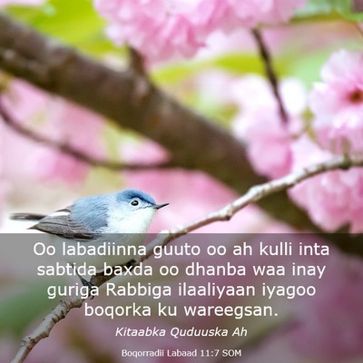 Picture 03 - Boqorradii Labaad 11:7 SOM - Oo labadiinna guuto oo ah kulli inta sabtida - Bible Verse Picture