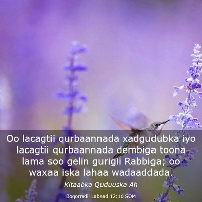 Picture 03 - Boqorradii Labaad 12:16 SOM - Oo lacagtii qurbaannada xadgudubka iyo lacagtii - Bible Verse Picture