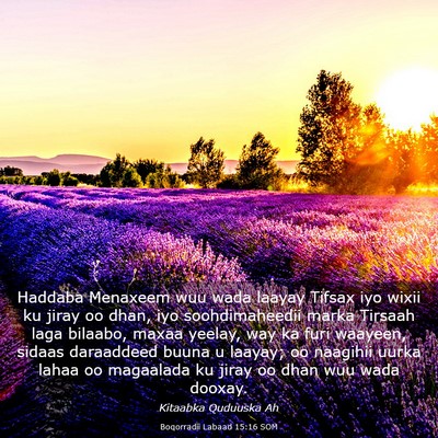 Picture 03 - Boqorradii Labaad 15:16 SOM - Haddaba Menaxeem wuu wada laayay Tifsax iyo wixii - Bible Verse Picture