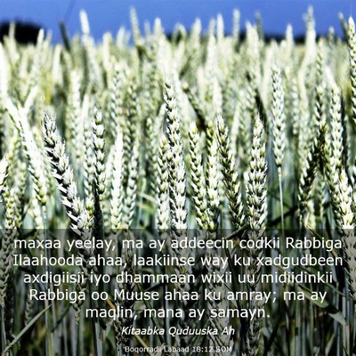 Picture 03 - Boqorradii Labaad 18:12 SOM - maxaa yeelay, ma ay addeecin codkii Rabbiga - Bible Verse Picture