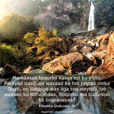 Picture 03 - Boqorradii Labaad 8:8 SOM - Markaasaa boqorkii Xasaa'eel ku yidhi, Hadiyad - Bible Verse Picture