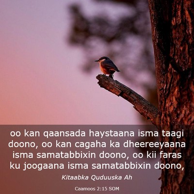 Picture 03 - Caamoos 2:15 SOM - oo kan qaansada haystaana isma taagi doono, oo - Bible Verse Picture