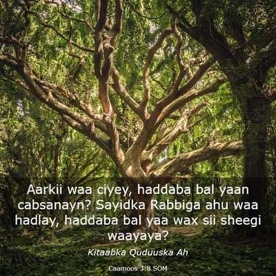 Picture 03 - Caamoos 3:8 SOM - Aarkii waa ciyey, haddaba bal yaan cabsanayn? - Bible Verse Picture