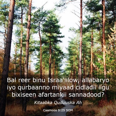 Picture 03 - Caamoos 5:25 SOM - Bal reer binu Israa'iilow, allabaryo iyo - Bible Verse Picture