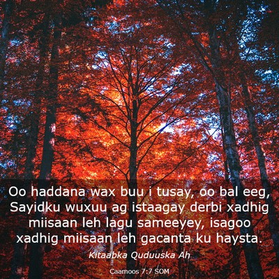 Picture 03 - Caamoos 7:7 SOM - Oo haddana wax buu i tusay, oo bal eeg, Sayidku - Bible Verse Picture
