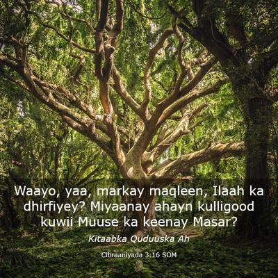 Picture 03 - Cibraaniyada 3:16 SOM - Waayo, yaa, markay maqleen, Ilaah ka dhirfiyey? - Bible Verse Picture