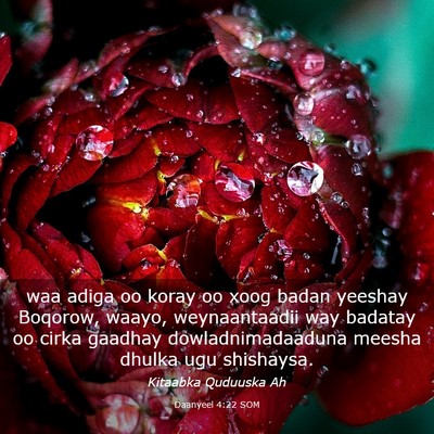 Picture 03 - Daanyeel 4:22 SOM - waa adiga oo koray oo xoog badan yeeshay Boqorow, - Bible Verse Picture