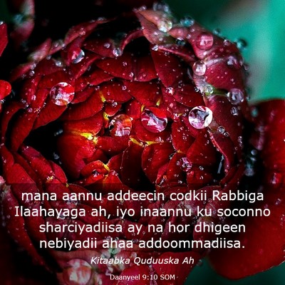 Picture 03 - Daanyeel 9:10 SOM - mana aannu addeecin codkii Rabbiga Ilaahayaga ah, - Bible Verse Picture