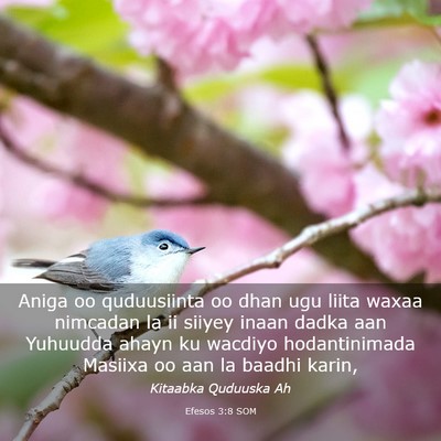 Picture 03 - Efesos 3:8 SOM - Aniga oo quduusiinta oo dhan ugu liita waxaa - Bible Verse Picture