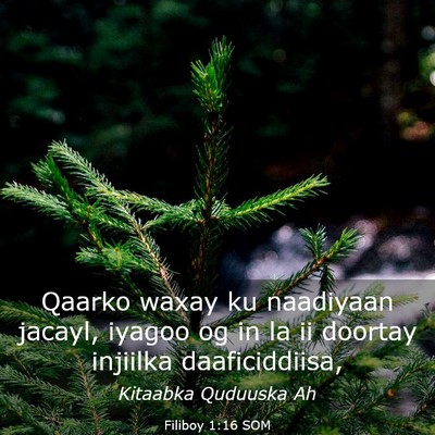 Picture 03 - Filiboy 1:16 SOM - Qaarko waxay ku naadiyaan jacayl, iyagoo og in la - Bible Verse Picture