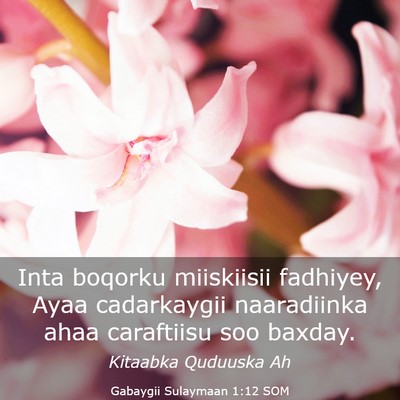 Picture 03 - Gabaygii Sulaymaan 1:12 SOM - Inta boqorku miiskiisii fadhiyey, Ayaa - Bible Verse Picture