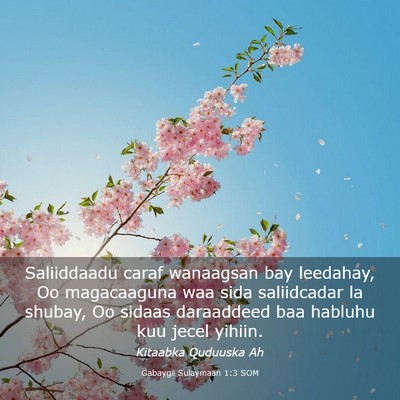 Picture 03 - Gabaygii Sulaymaan 1:3 SOM - Saliiddaadu caraf wanaagsan bay leedahay, Oo - Bible Verse Picture
