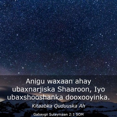 Picture 03 - Gabaygii Sulaymaan 2:1 SOM - Anigu waxaan ahay ubaxnarjiska Shaaroon, Iyo - Bible Verse Picture