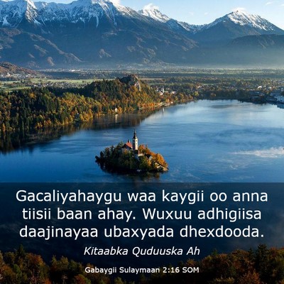 Picture 03 - Gabaygii Sulaymaan 2:16 SOM - Gacaliyahaygu waa kaygii oo anna tiisii baan - Bible Verse Picture
