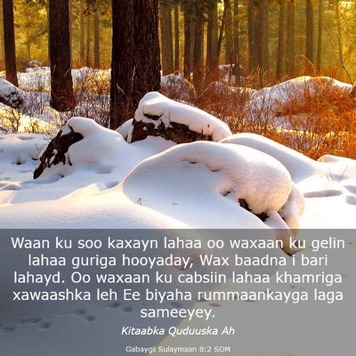 Picture 03 - Gabaygii Sulaymaan 8:2 SOM - Waan ku soo kaxayn lahaa oo waxaan ku gelin lahaa - Bible Verse Picture