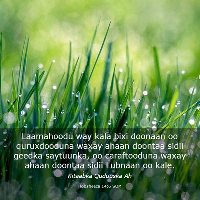 Picture 03 - Hoosheeca 14:6 SOM - Laamahoodu way kala bixi doonaan oo quruxdooduna - Bible Verse Picture