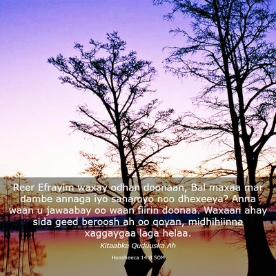 Picture 03 - Hoosheeca 14:8 SOM - Reer Efrayim waxay odhan doonaan, Bal maxaa mar - Bible Verse Picture