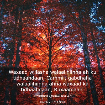 Picture 03 - Hoosheeca 2:1 SOM - Waxaad wiilasha walaalihiinna ah ku tidhaahdaan, - Bible Verse Picture