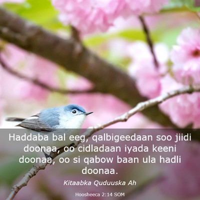 Picture 03 - Hoosheeca 2:14 SOM - Haddaba bal eeg, qalbigeedaan soo jiidi doonaa, - Bible Verse Picture