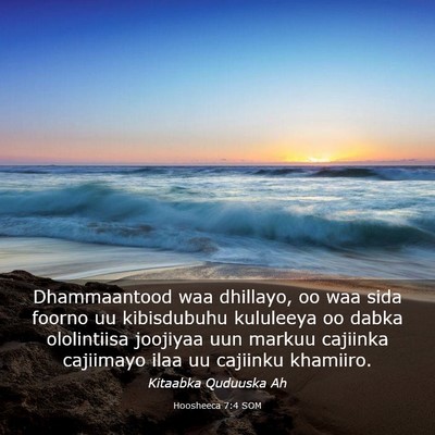 Picture 03 - Hoosheeca 7:4 SOM - Dhammaantood waa dhillayo, oo waa sida foorno uu - Bible Verse Picture