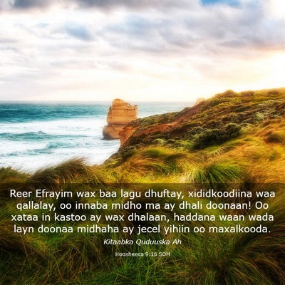 Picture 03 - Hoosheeca 9:16 SOM - Reer Efrayim wax baa lagu dhuftay, xididkoodiina - Bible Verse Picture