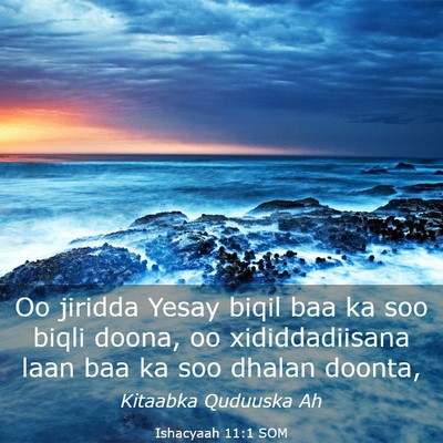 Picture 03 - Ishacyaah 11:1 SOM - Oo jiridda Yesay biqil baa ka soo biqli doona, oo - Bible Verse Picture