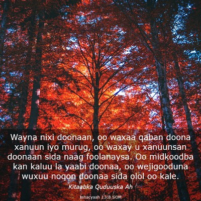 Picture 03 - Ishacyaah 13:8 SOM - Wayna nixi doonaan, oo waxaa qaban doona xanuun - Bible Verse Picture