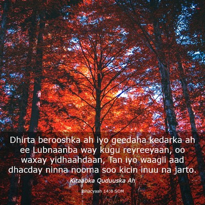 Picture 03 - Ishacyaah 14:8 SOM - Dhirta berooshka ah iyo geedaha kedarka ah ee - Bible Verse Picture