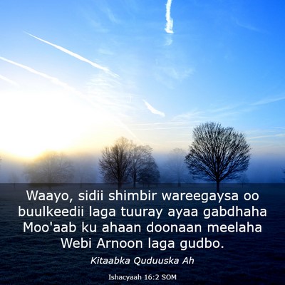 Picture 03 - Ishacyaah 16:2 SOM - Waayo, sidii shimbir wareegaysa oo buulkeedii - Bible Verse Picture