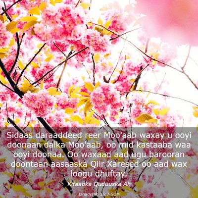 Picture 03 - Ishacyaah 16:7 SOM - Sidaas daraaddeed reer Moo'aab waxay u ooyi - Bible Verse Picture