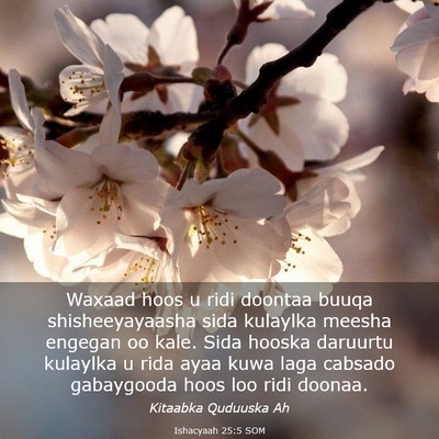 Picture 03 - Ishacyaah 25:5 SOM - Waxaad hoos u ridi doontaa buuqa shisheeyayaasha - Bible Verse Picture