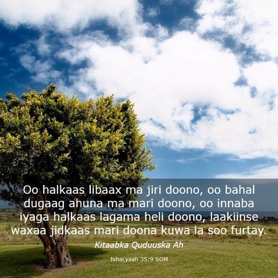 Picture 03 - Ishacyaah 35:9 SOM - Oo halkaas libaax ma jiri doono, oo bahal dugaag - Bible Verse Picture