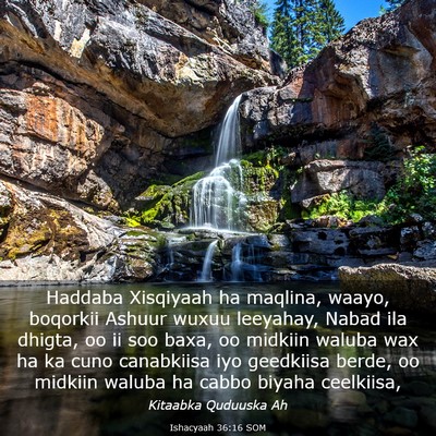 Picture 03 - Ishacyaah 36:16 SOM - Haddaba Xisqiyaah ha maqlina, waayo, boqorkii - Bible Verse Picture