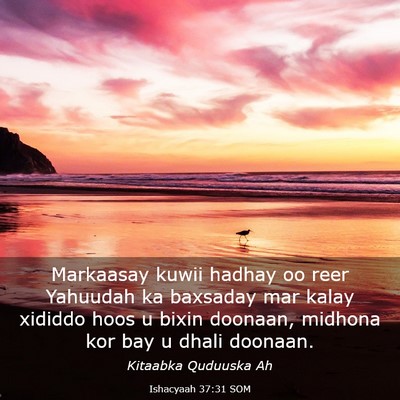 Picture 03 - Ishacyaah 37:31 SOM - Markaasay kuwii hadhay oo reer Yahuudah ka - Bible Verse Picture